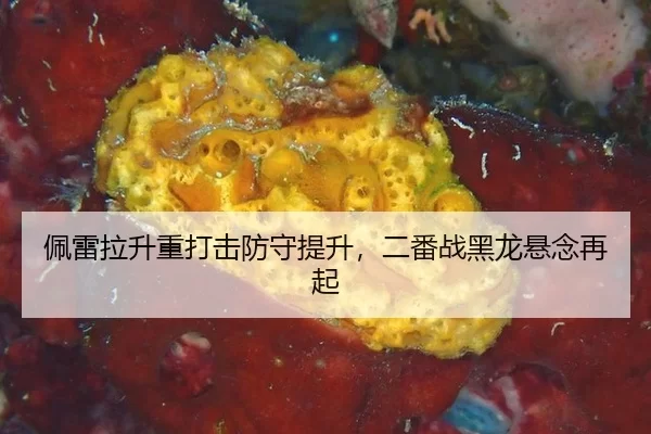pei-lei-la-sheng-zhong-da-ji-fang-shou-ti-sheng-er-fan-zhan-hei-long-xuan-nian-zai-qi-2-311.jpg